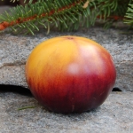 Artikelbild