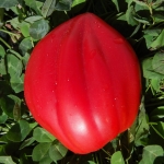 Marthas Heart Artikelbild
