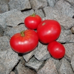 Tomate Novikovs Giant (Гигант Новикова) Artikelbild