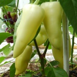 Banan Artikelbild